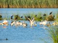 Flamenco comun - Phoenicopterus roseus - Flamenc comu