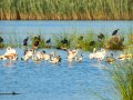 Flamenco comun - Phoenicopterus roseus - Flamenc comu