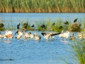 Flamenco comun - Phoenicopterus roseus - Flamenc comu