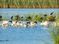 Flamenco comun - Phoenicopterus roseus - Flamenc comu