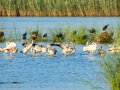 Flamenco comun - Phoenicopterus roseus - Flamenc comu
