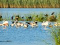 Flamenco comun - Phoenicopterus roseus - Flamenc comu