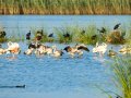 Flamenco comun - Phoenicopterus roseus - Flamenc comu