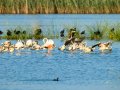 Flamenco comun - Phoenicopterus roseus - Flamenc comu