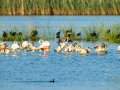 Flamenco comun - Phoenicopterus roseus - Flamenc comu