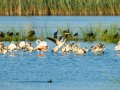 Flamenco comun - Phoenicopterus roseus - Flamenc comu