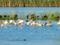 Flamenco comun - Phoenicopterus roseus - Flamenc comu