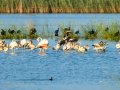 Flamenco comun - Phoenicopterus roseus - Flamenc comu