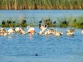 Flamenco comun - Phoenicopterus roseus - Flamenc comu