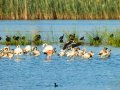 Flamenco comun - Phoenicopterus roseus - Flamenc comu
