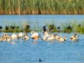 Flamenco comun - Phoenicopterus roseus - Flamenc comu