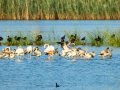 Flamenco comun - Phoenicopterus roseus - Flamenc comu