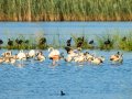 Flamenco comun - Phoenicopterus roseus - Flamenc comu