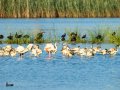 Flamenco comun - Phoenicopterus roseus - Flamenc comu