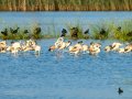 Flamenco comun - Phoenicopterus roseus - Flamenc comu