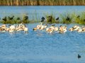 Flamenco comun - Phoenicopterus roseus - Flamenc comu