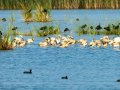 Flamenco comun - Phoenicopterus roseus - Flamenc comu
