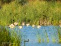 Flamenco comun - Phoenicopterus roseus - Flamenc comu