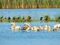 Flamenco comun - Phoenicopterus roseus - Flamenc comu