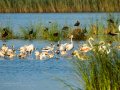 Flamenco comun - Phoenicopterus roseus - Flamenc comu