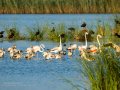 Flamenco comun - Phoenicopterus roseus - Flamenc comu