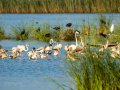 Flamenco comun - Phoenicopterus roseus - Flamenc comu