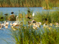 Flamenco comun - Phoenicopterus roseus - Flamenc comu