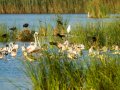 Flamenco comun - Phoenicopterus roseus - Flamenc comu