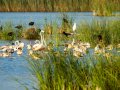 Flamenco comun - Phoenicopterus roseus - Flamenc comu