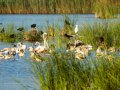 Flamenco comun - Phoenicopterus roseus - Flamenc comu