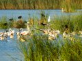 Flamenco comun - Phoenicopterus roseus - Flamenc comu