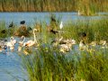 Flamenco comun - Phoenicopterus roseus - Flamenc comu