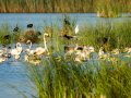 Flamenco comun - Phoenicopterus roseus - Flamenc comu