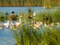 Flamenco comun - Phoenicopterus roseus - Flamenc comu