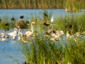 Flamenco comun - Phoenicopterus roseus - Flamenc comu