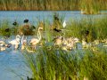 Flamenco comun - Phoenicopterus roseus - Flamenc comu