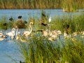 Flamenco comun - Phoenicopterus roseus - Flamenc comu