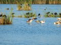 Flamenco comun - Phoenicopterus roseus - Flamenc comu