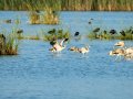 Flamenco comun - Phoenicopterus roseus - Flamenc comu