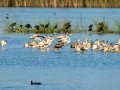 Flamenco comun - Phoenicopterus roseus - Flamenc comu