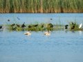 Flamenco comun - Phoenicopterus roseus - Flamenc comu