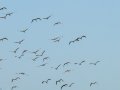 Flamenco comun - Phoenicopterus roseus - Flamenc comu