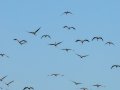 Flamenco comun - Phoenicopterus roseus - Flamenc comu