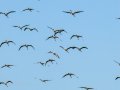 Flamenco comun - Phoenicopterus roseus - Flamenc comu