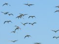 Flamenco comun - Phoenicopterus roseus - Flamenc comu