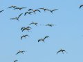 Flamenco comun - Phoenicopterus roseus - Flamenc comu