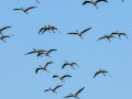Flamenco comun - Phoenicopterus roseus - Flamenc comu