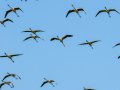 Flamenco comun - Phoenicopterus roseus - Flamenc comu