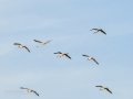Flamenco comun - Phoenicopterus roseus - Flamenc comu