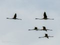 Flamenco comun - Phoenicopterus roseus - Flamenc comu